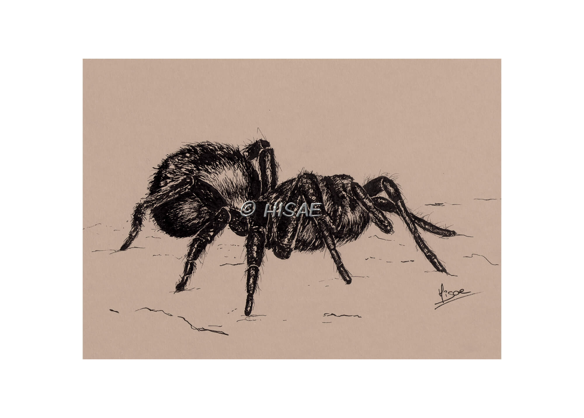 Impression laser d'un dessin original à l'encre sur chevalet d'une araignée ©Hisae illustrations