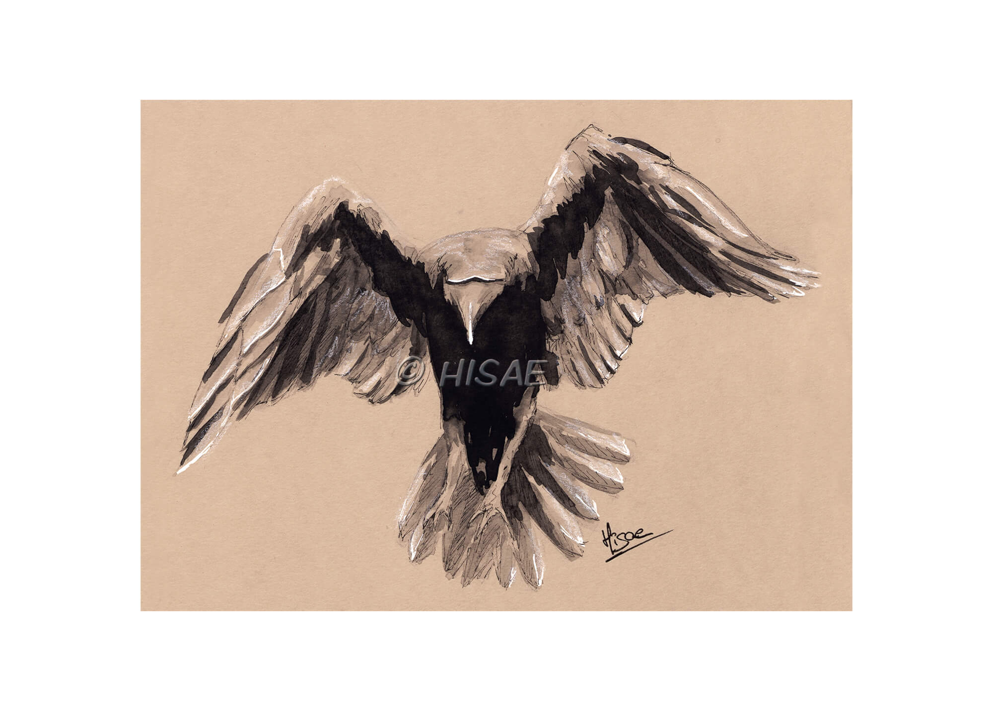 Impression laser d'un dessin original à l'encre de Chine et crayon blanc représentant un corbeau de dos en train de s'envoler ©Hisae illustrations