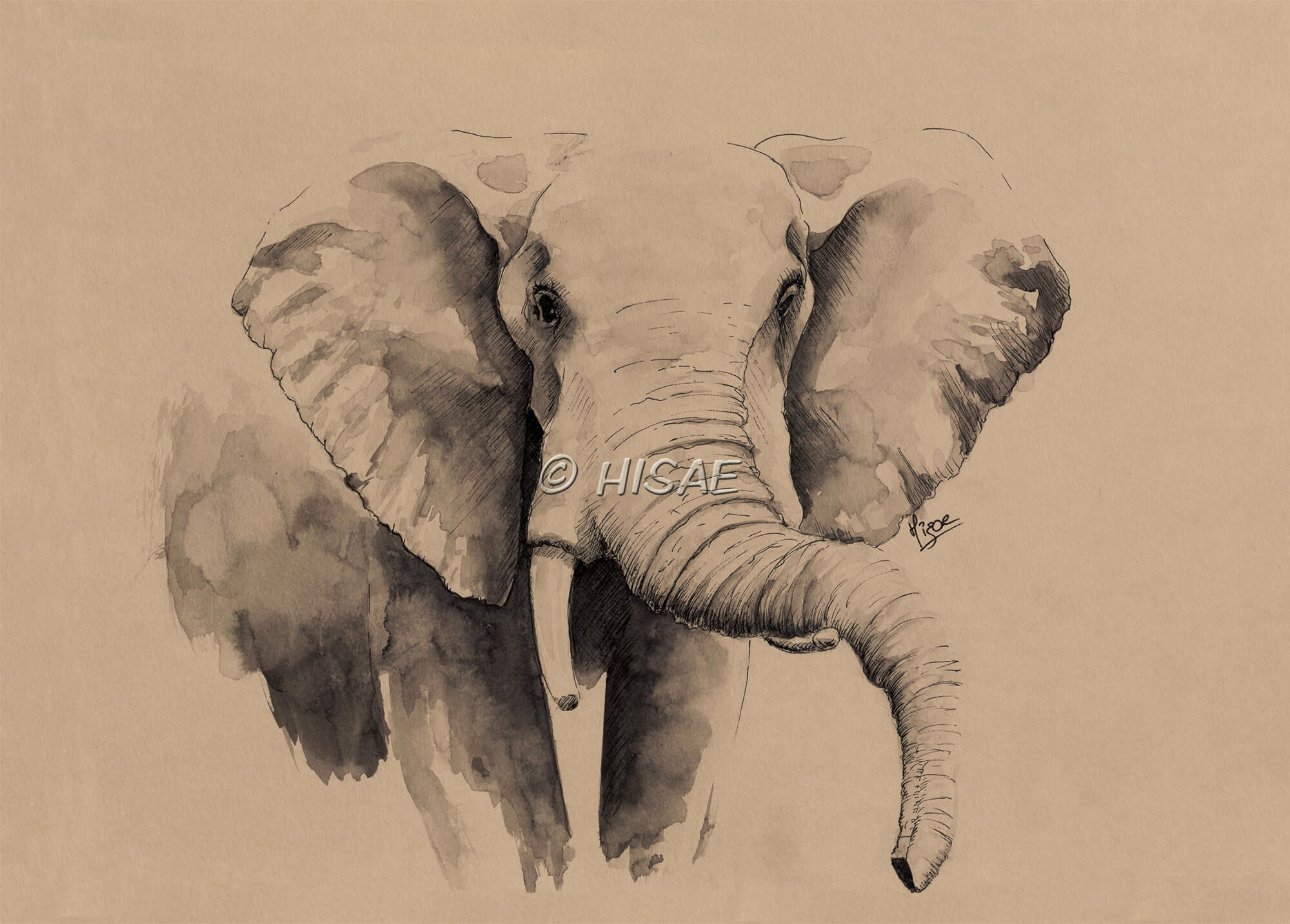 Impression laser d'une dessin original à l'encre de Chine sur un chevalet représentant un éléphant d'Afrique ©Hisae illustrations