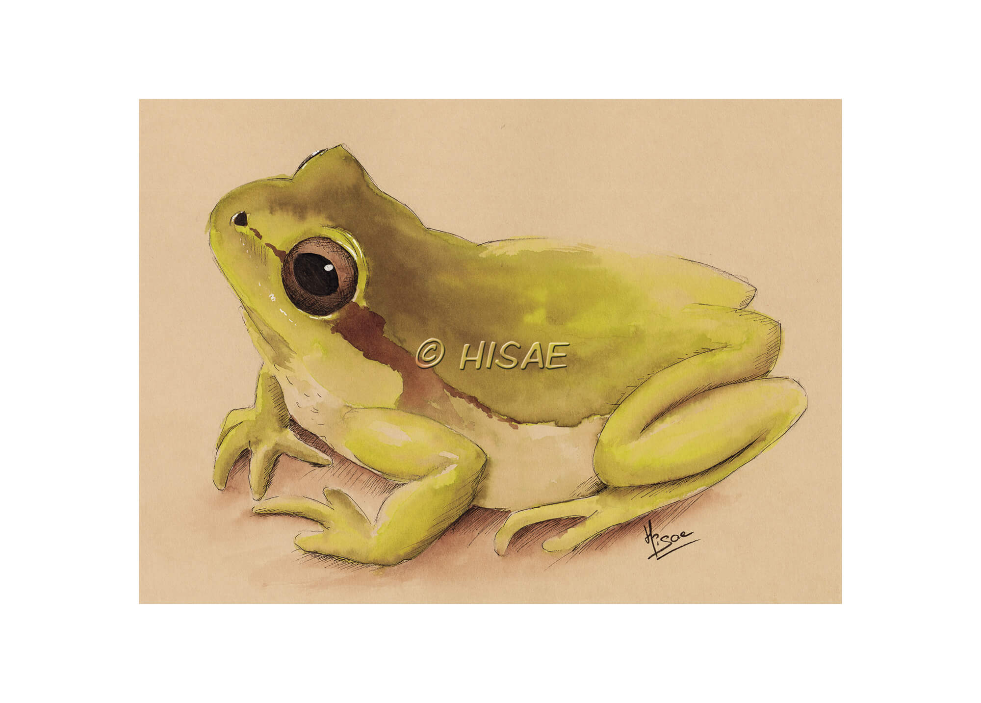 Impression laser d'un dessin original à l'encre verte sur chevalet représentant une grenouille ©Hisae illustrations
