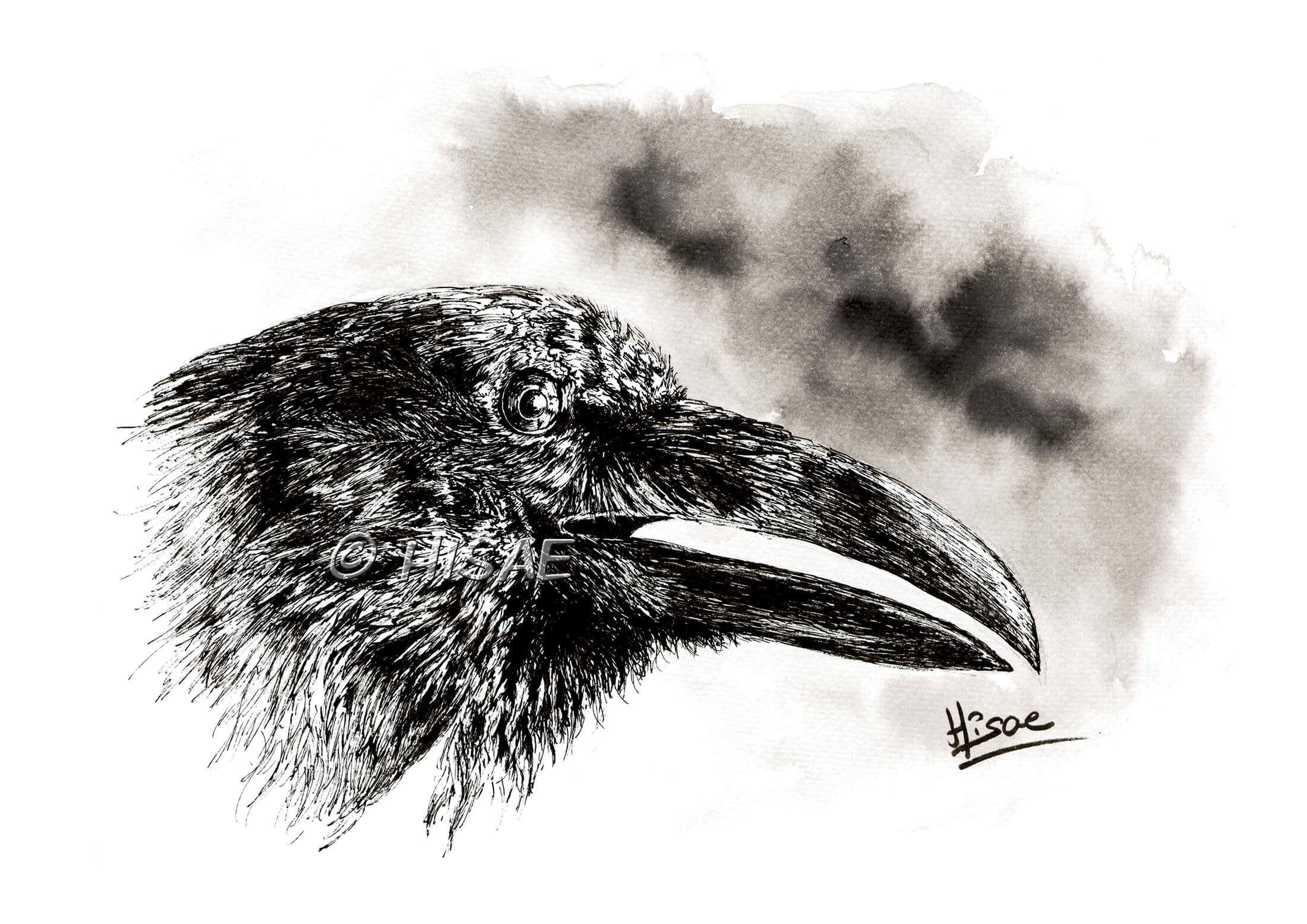 Impression laser format d'un dessin original à l'encre de Chine représentant une tête de corbeau de profil ©Hisae illustrations