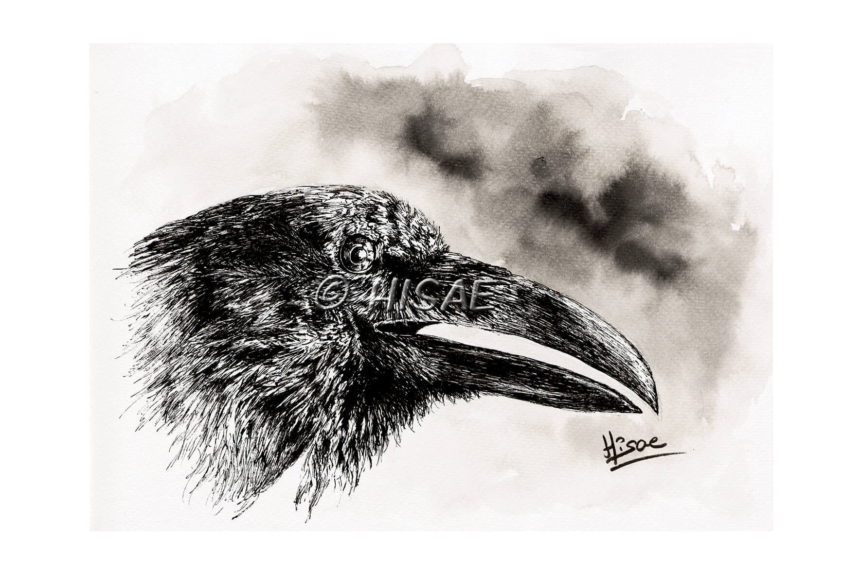 Impression laser format carte postale d'un dessin original à l'encre de Chine représentant une tête de corbeau de profil ©Hisae illustrations