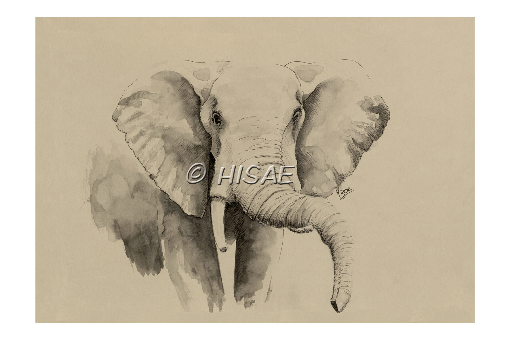 Impression laser format carte postale d'une dessin original à l'encre de Chine sur un chevalet représentant un éléphant d'Afrique ©Hisae illustrations