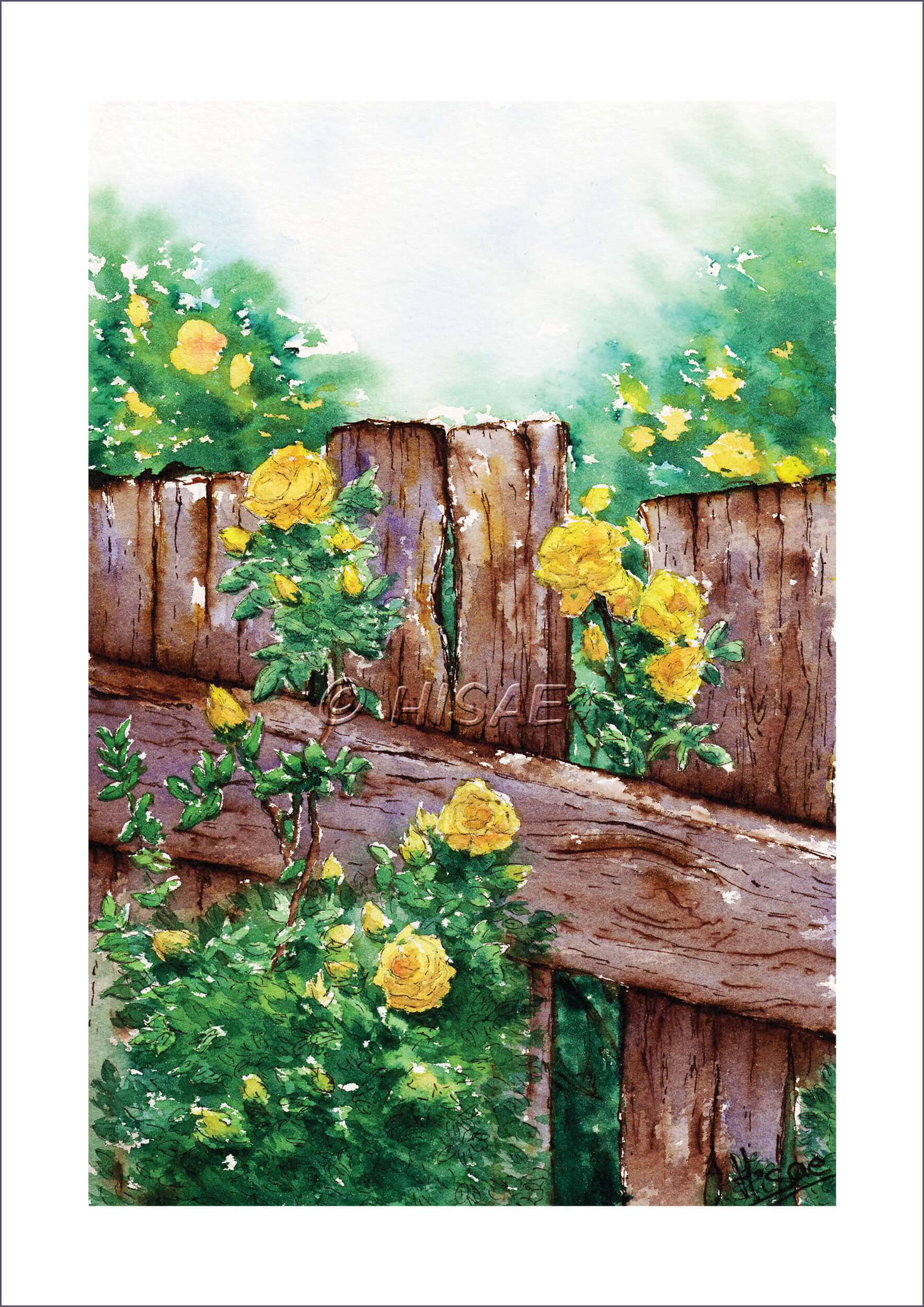 Impression format carte postale d'un dessin original réalisé à l'encre et à l'aquarelle représentant des roses jaunes grimpant le long d'une barrière en bois @Hisae illustration