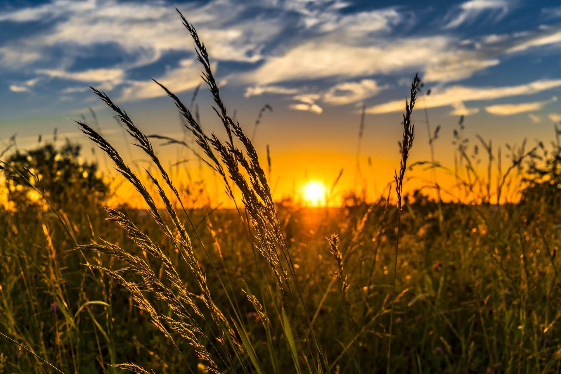 Champ de blé au soleil coucher du solstice d'été