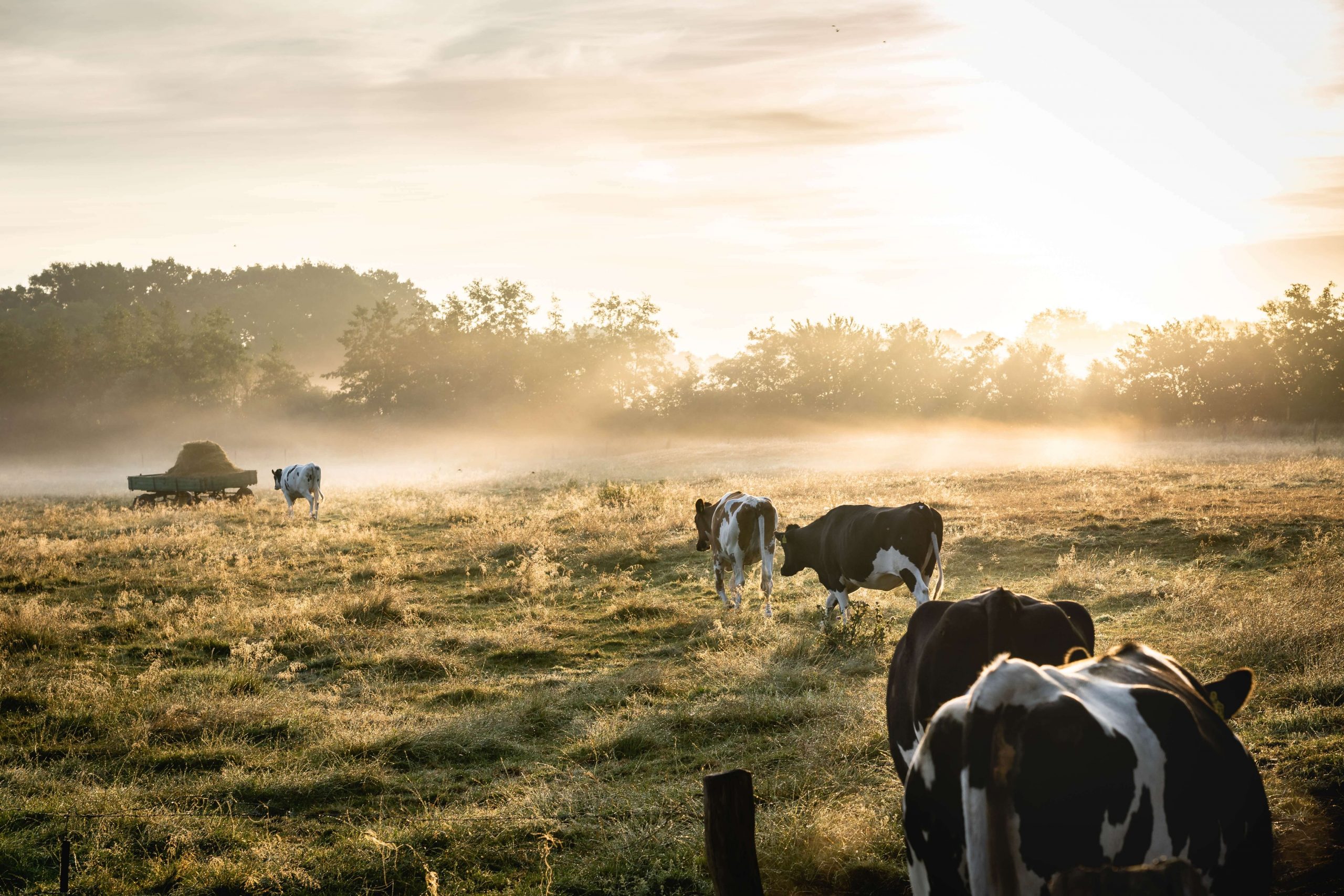 Vaches dans un pré (Irlande) @Lukas Hartmann