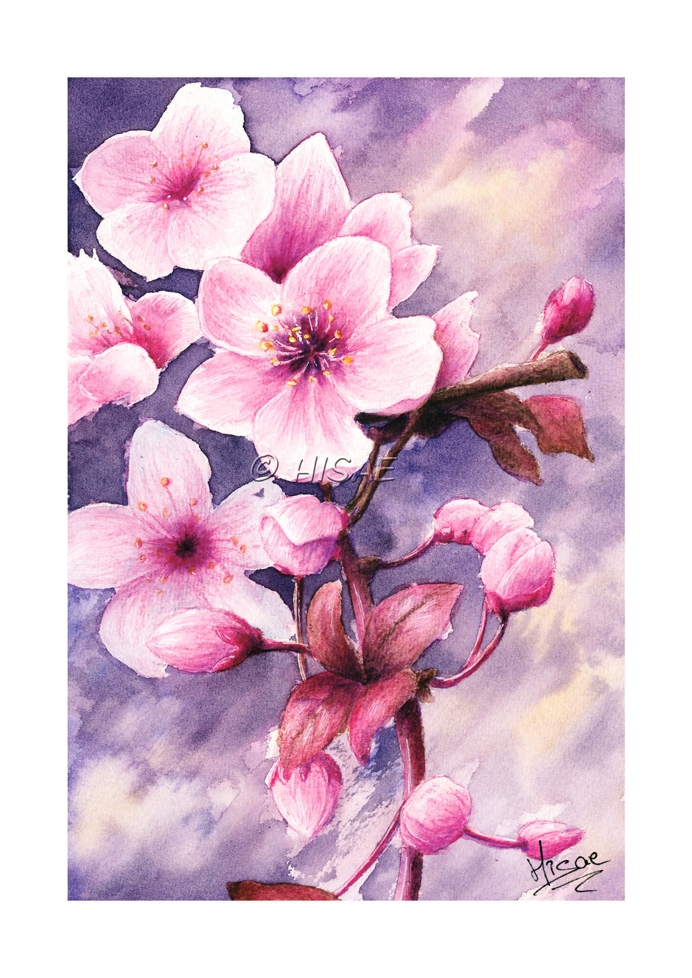 Dessin à l'aquarelle représentant une branche de cerisier japonais et ses fleurs @Hisae illustrations